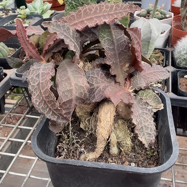 彩叶麒麟块根9仙人球