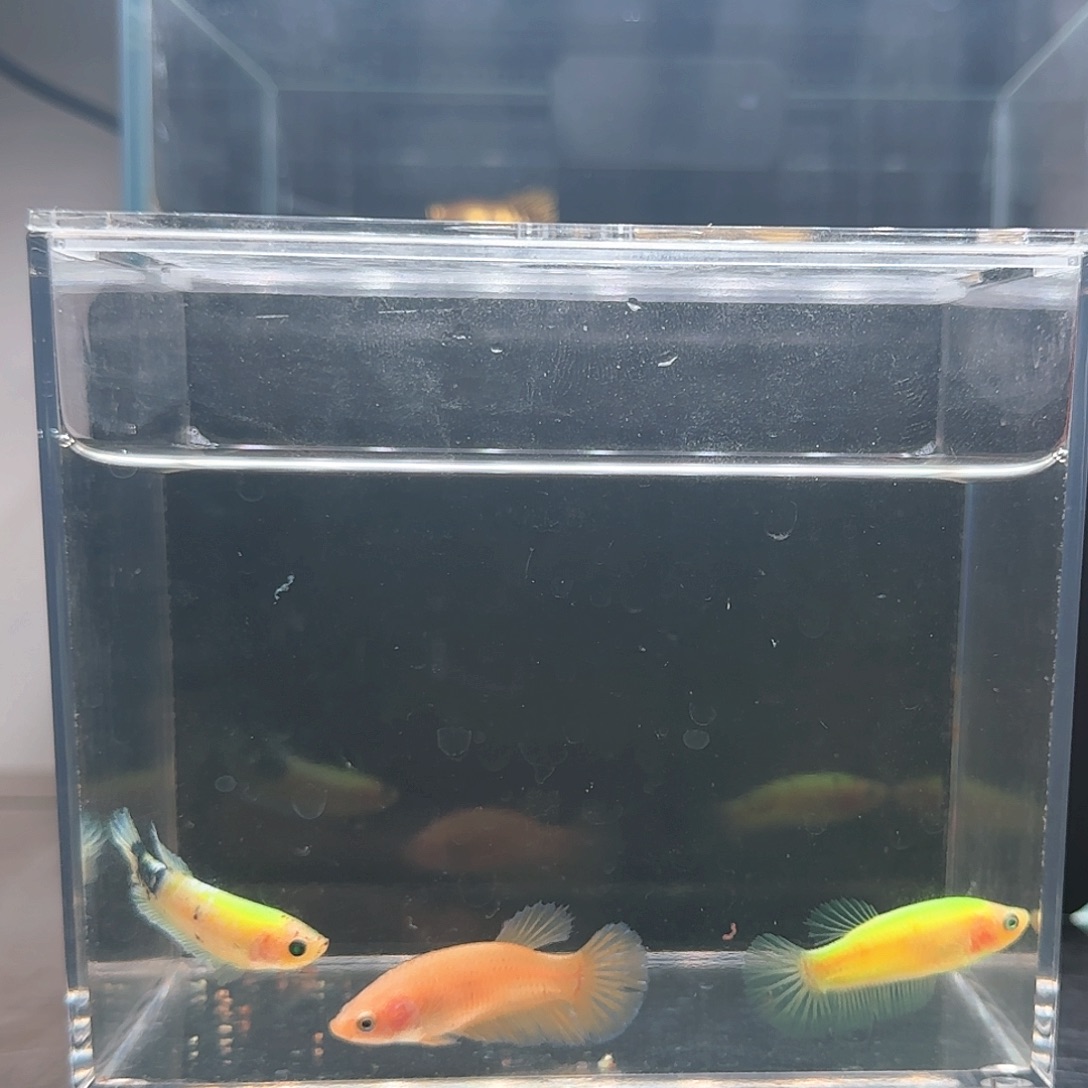 斗鱼活体观赏鱼好养耐活