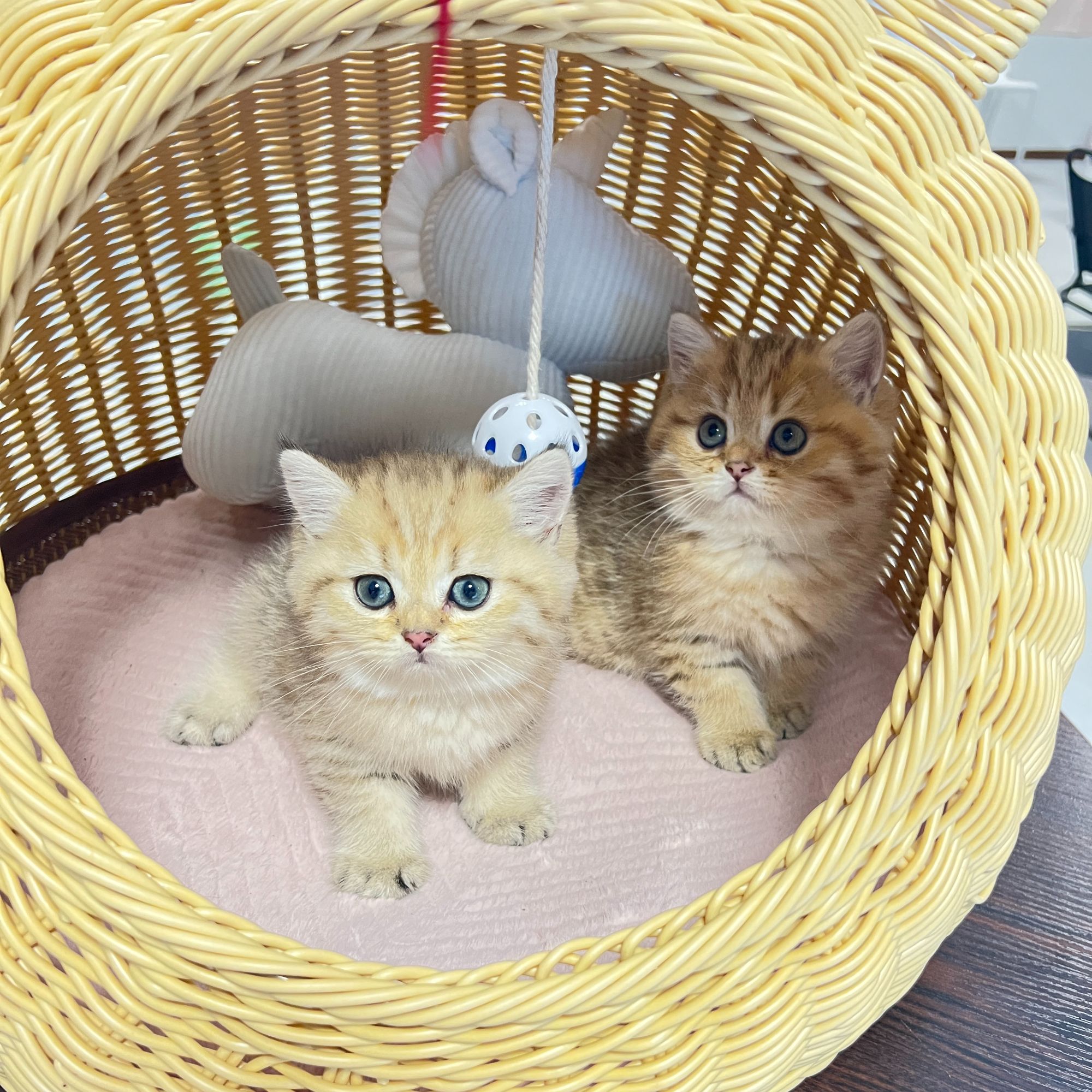 有间猫舍宠物活体全品种全款链接