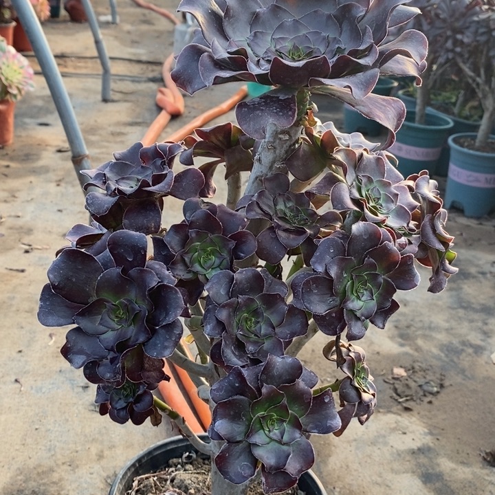 巫毒93多肉植物法师法师