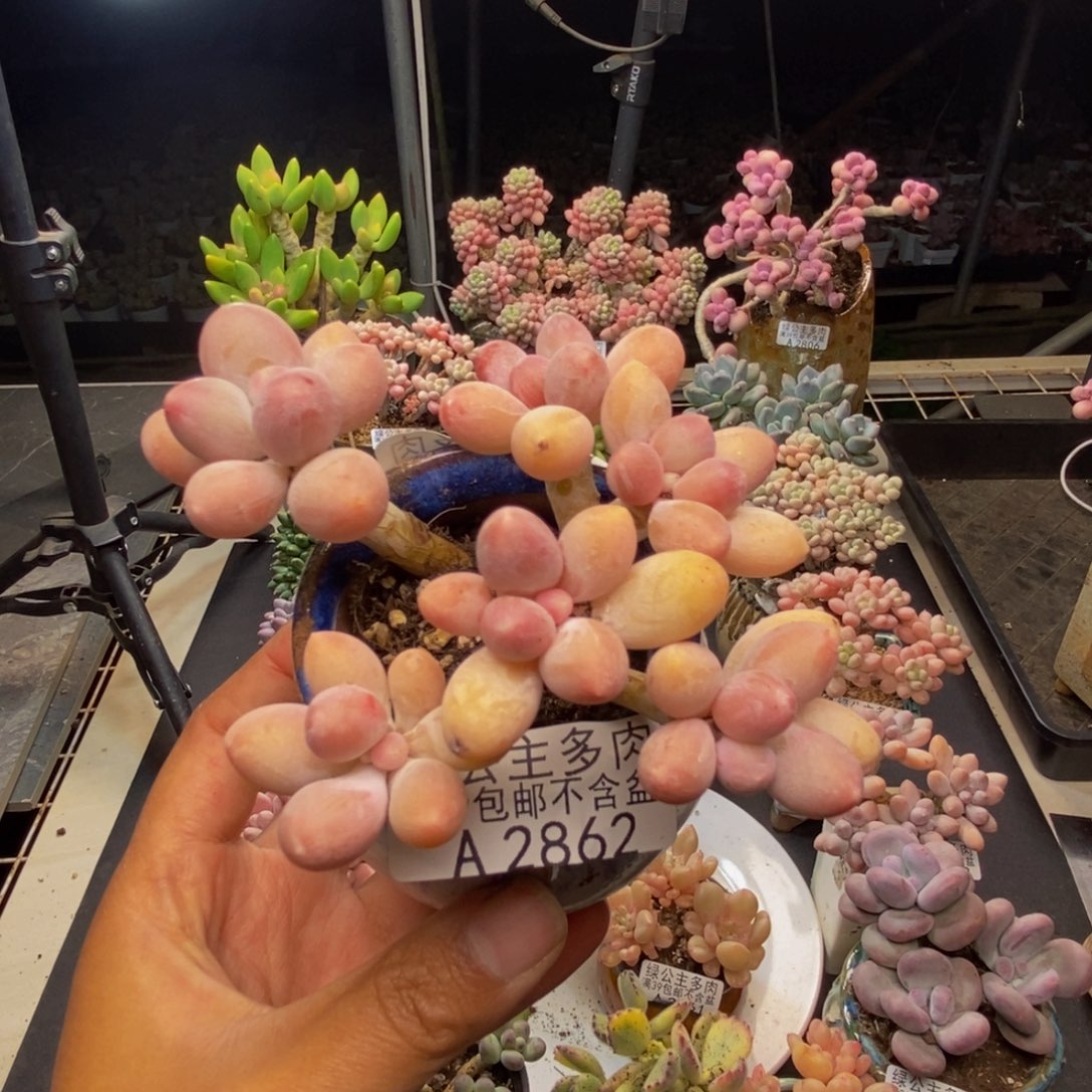 862香水手指奶多肉7c m