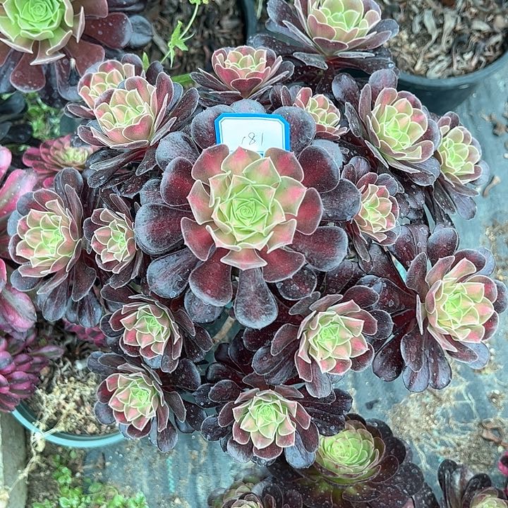 181美杜莎中班多肉植物