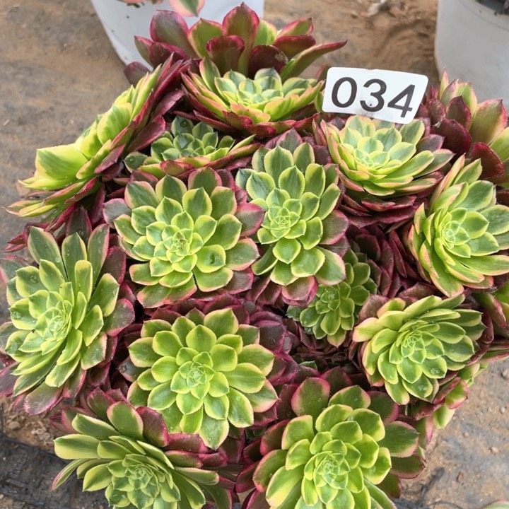 034多肉植物朝霞