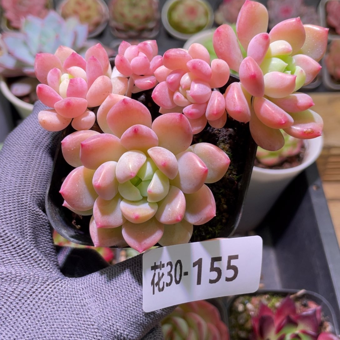 花利美30-155洛丽塔