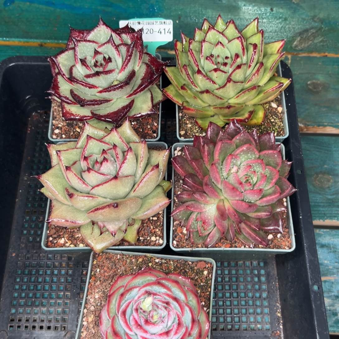 多肉一物一拍0120-414