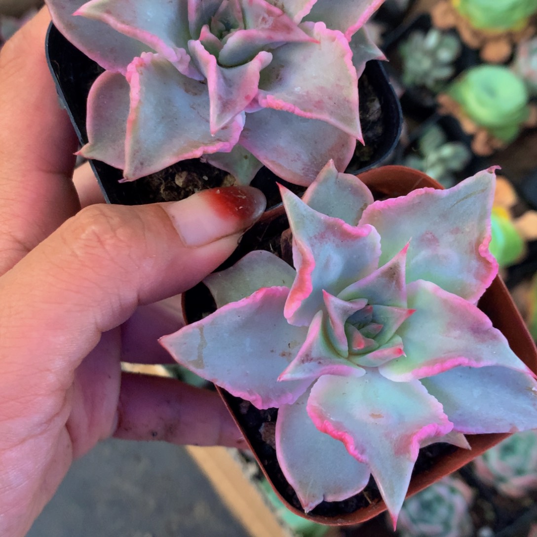 饺子皮  （满9.99包邮不满9.99发叶子）