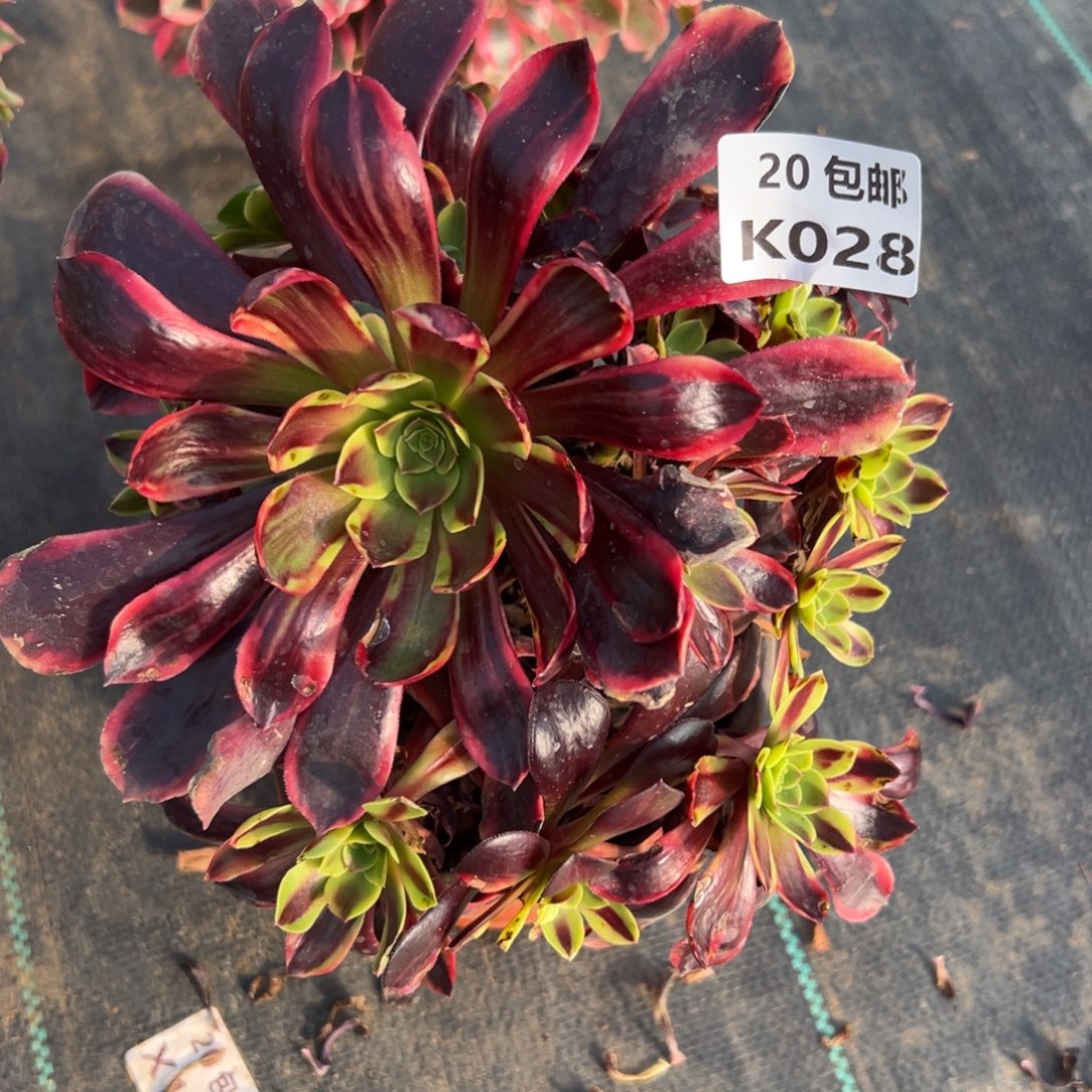 028欧嘉莉，满20包邮