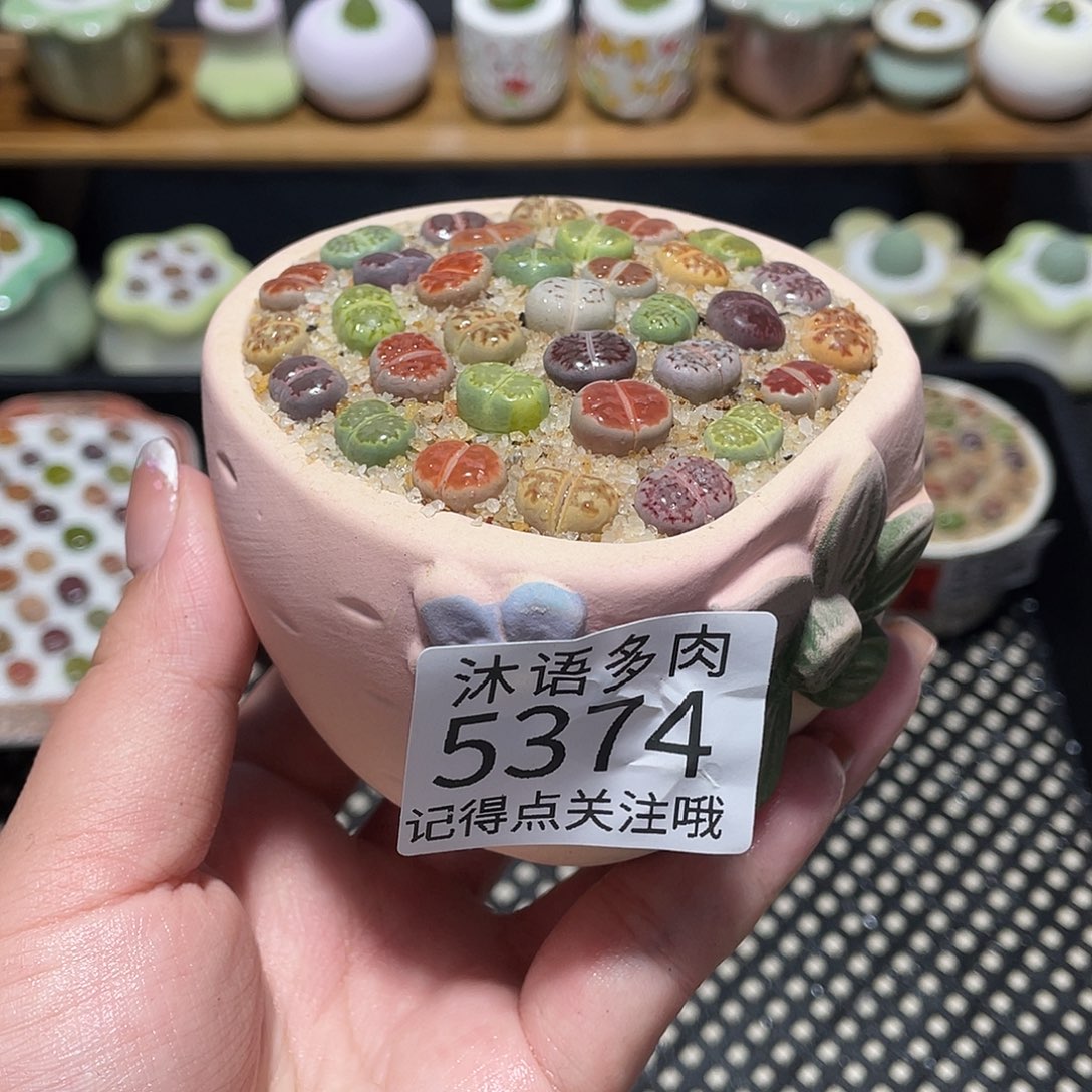 带盆土植物 一物一拍5374