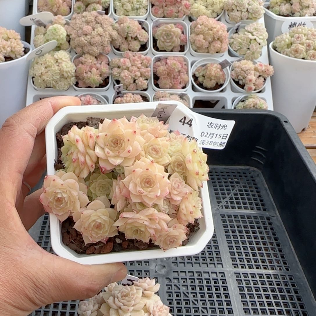 一***哦【闪购商品】0215-44（m1-176-2）