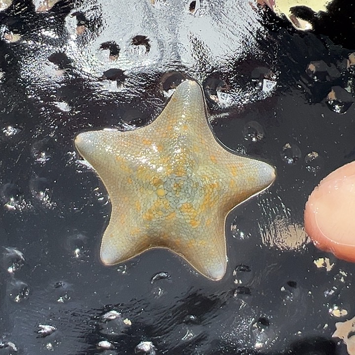 海水92号一指半端午特惠活动