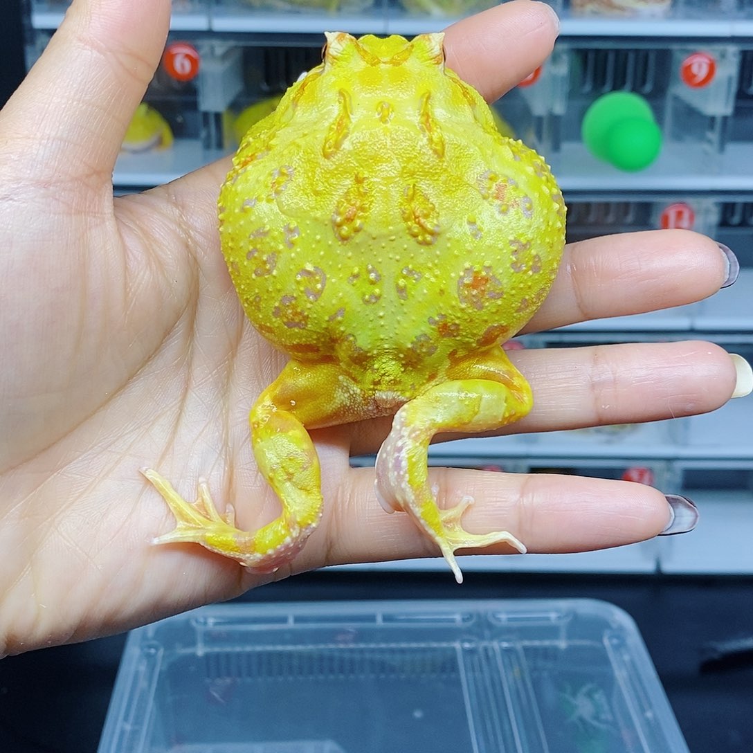 角蛙黄金角蛙一个盒