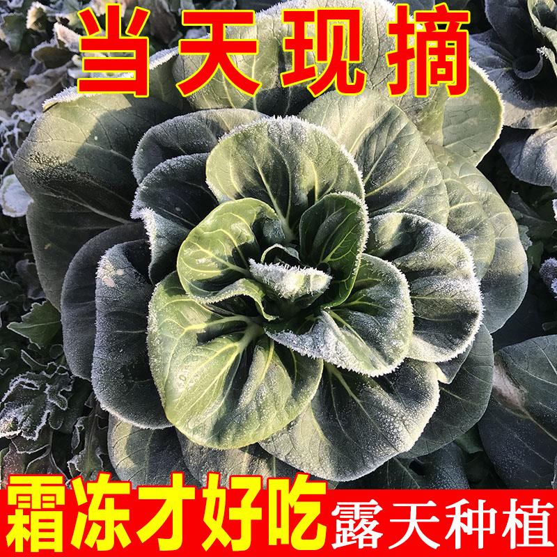 苏北农家矮脚苏州青菜新鲜软糯霜冻上海青露天蔬菜时令当天现摘