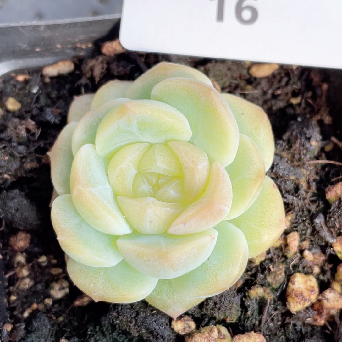 16号糖心冰心珍妮 无尽灯
