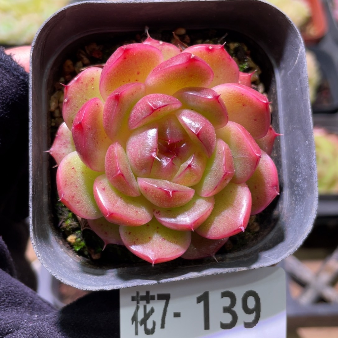 花利美7-139麦秆单头