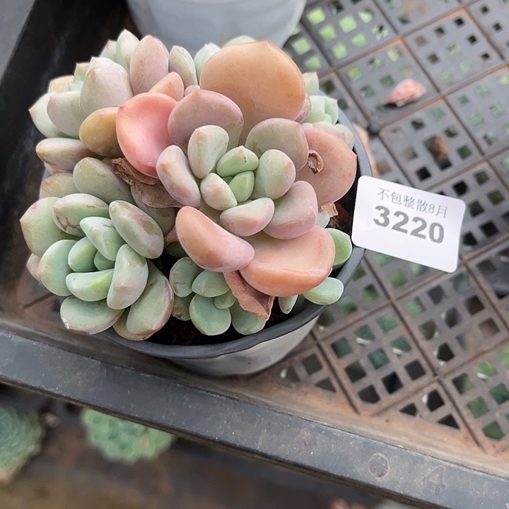 阿雅园艺。       3220白鹭