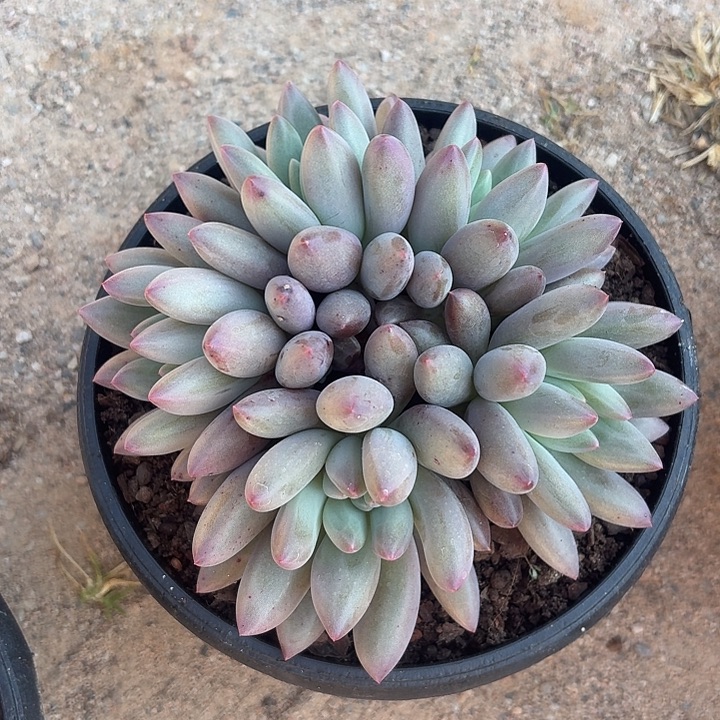 水晶球平头无砍叶插