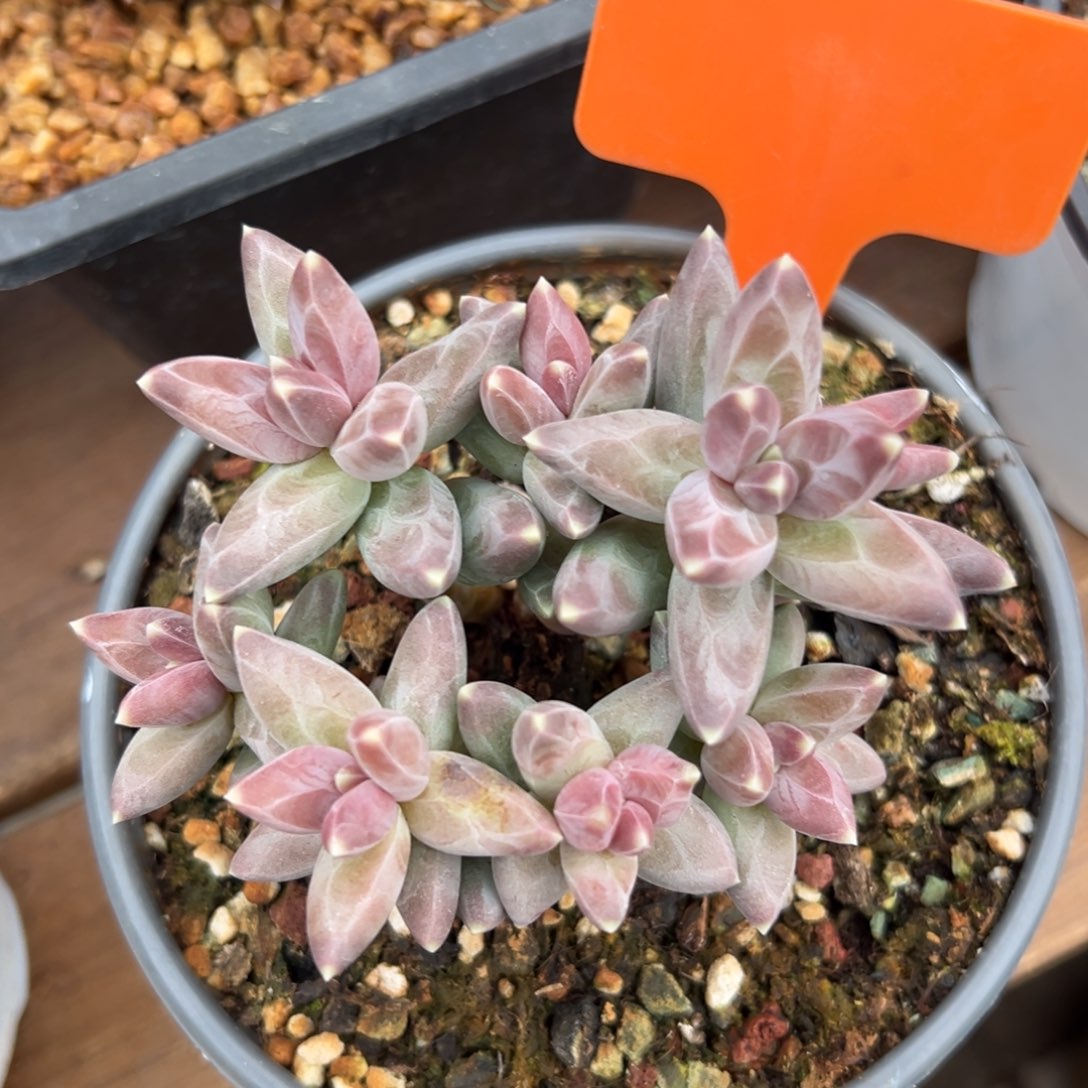 凤羽11111111111111