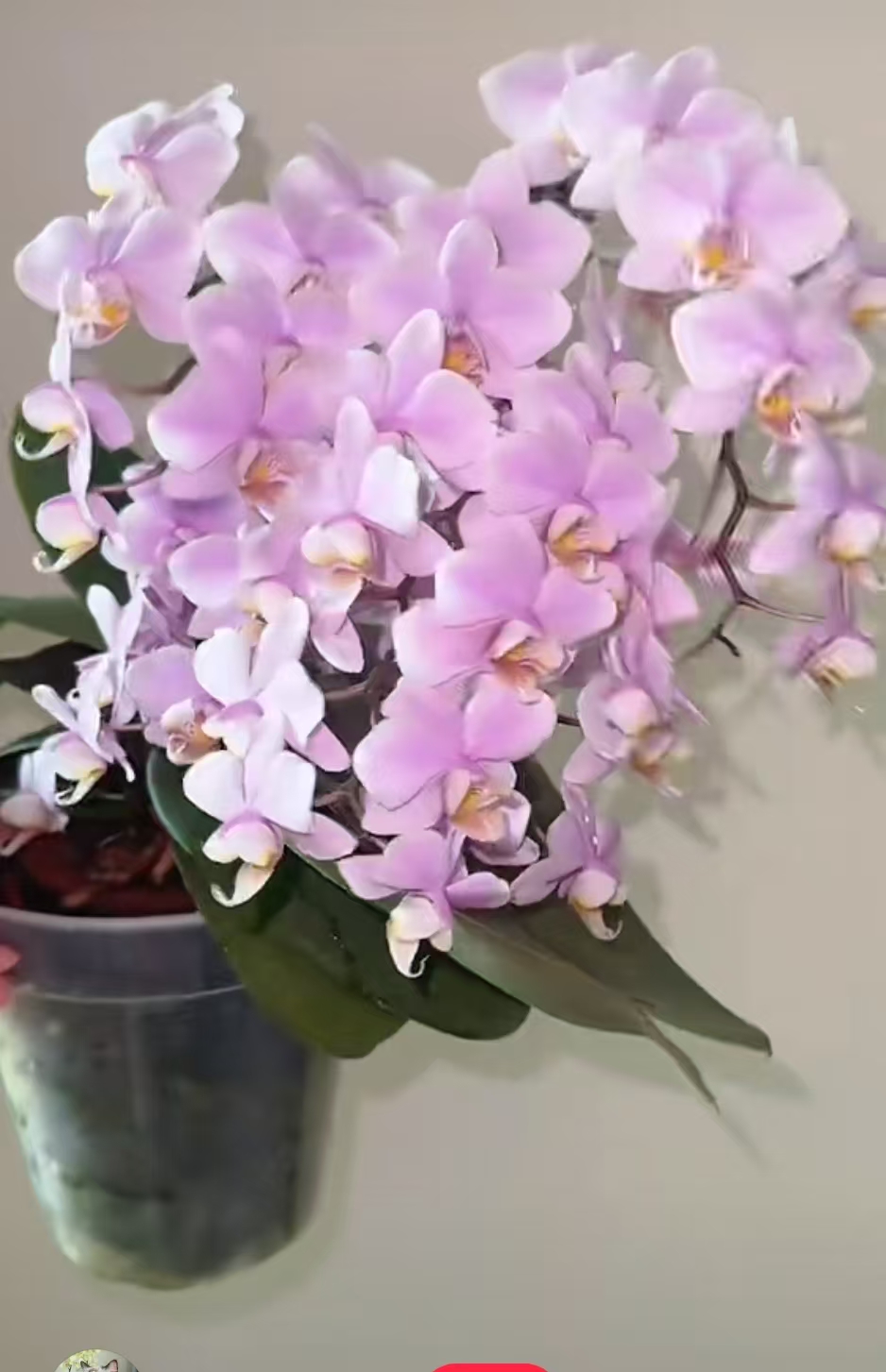 仅是苗子【槟榔西施3.5杯。不带剑.带香】微瑕疵。。根一般。没有开花