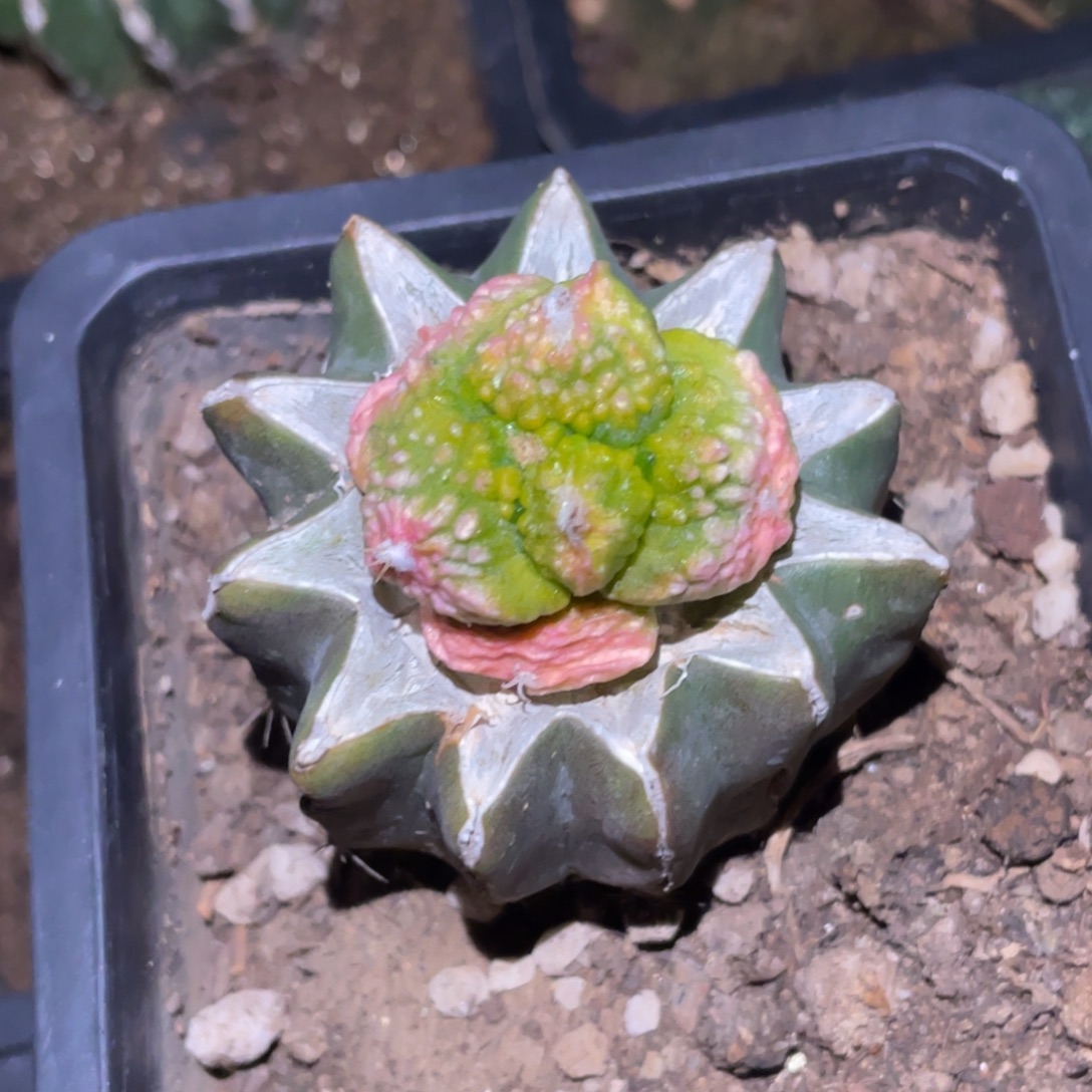 无花朵荔枝丸犹对叶哥斯拉牡丹锦