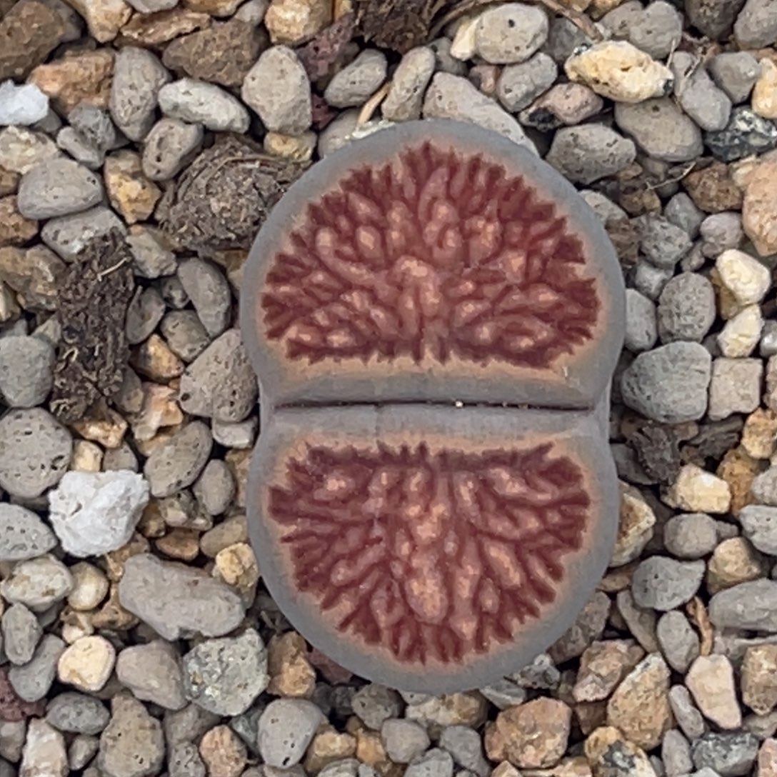 9733岛田菊1尺寸2.5