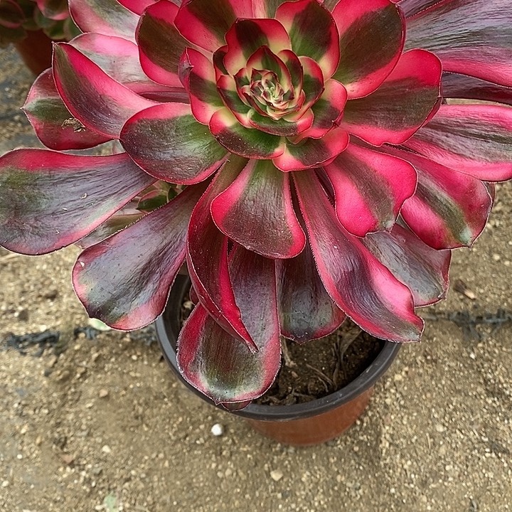 多肉植物巫毒白021多肉