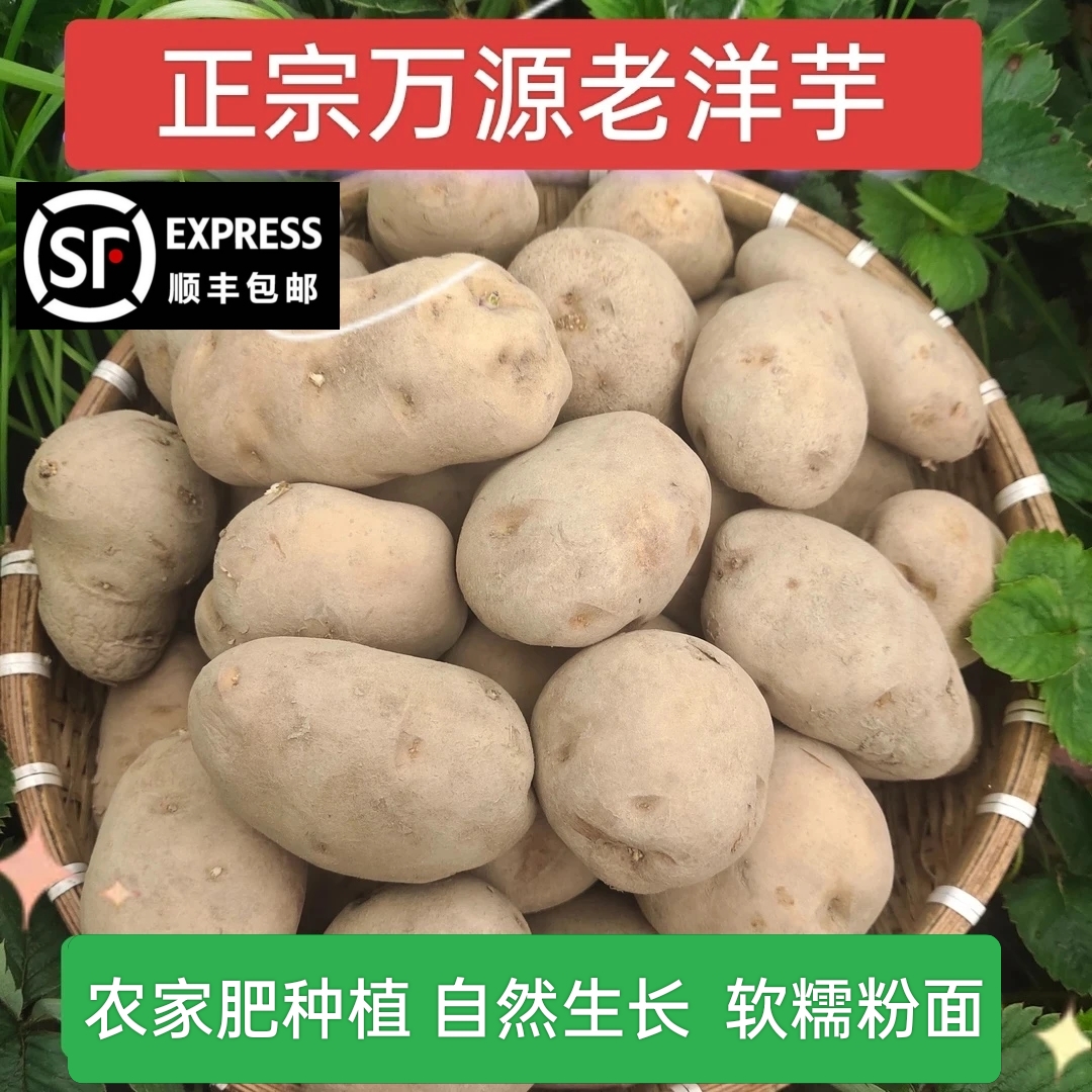 万源农村老品种洋芋 土豆 软糯面香 新鲜现发顺丰包邮