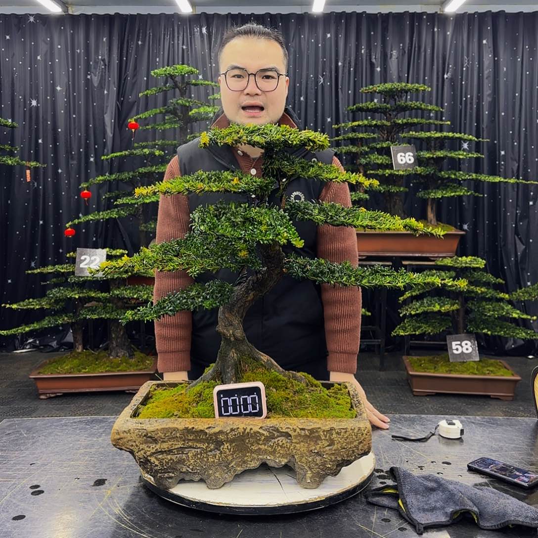 红芽罗汉松高端造型盆景