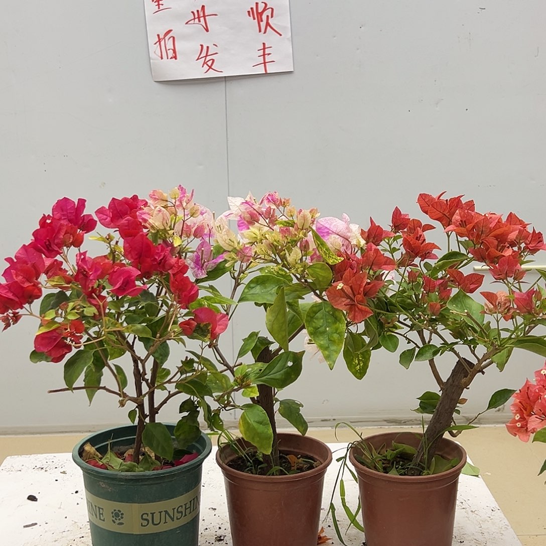 大部分花苞少量开放香港丽人，斑红英，佩德罗组合