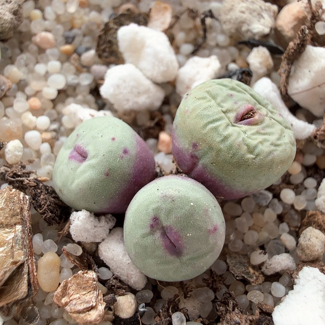 2.10.11/1380b红嘴/多肉植物