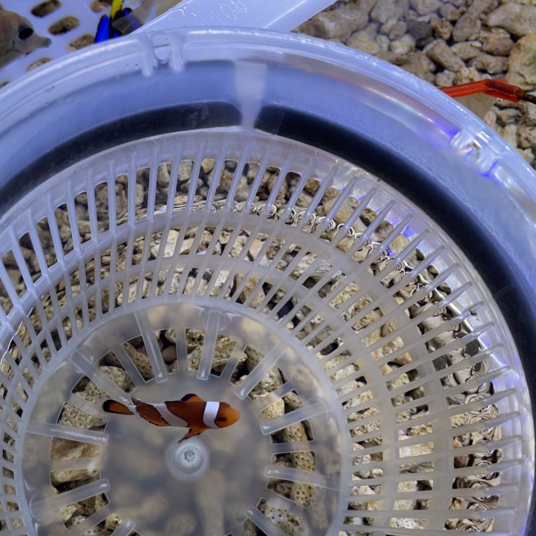 海水鱼野生公子一条