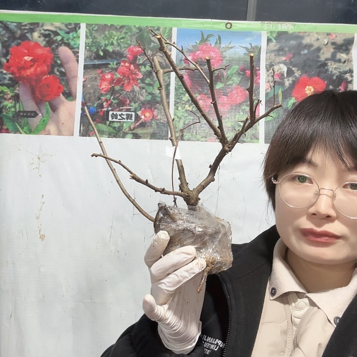 完全开放原生三年子宝一棵