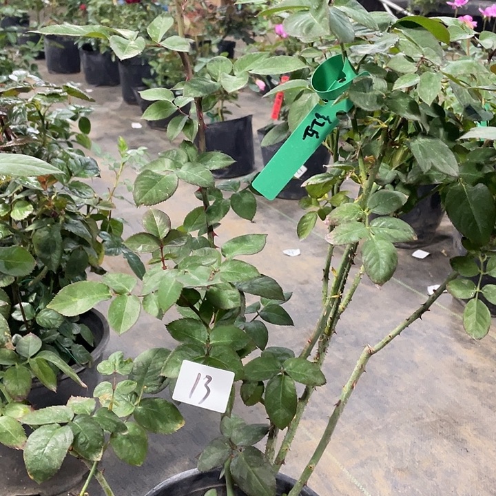 少量花朵（建议范围：2朵-5朵 或40%以下）13红丘