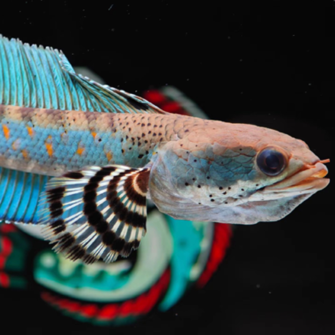 精品幻蓝雷龙(发货后不支持退款)