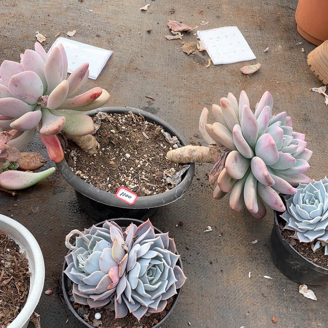 1100奥普一物一拍多肉