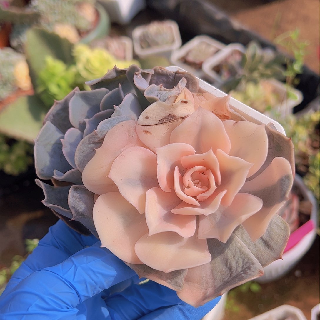 双子座锦，覆轮锦加绿头