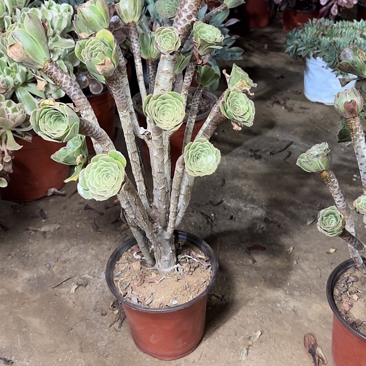 多肉植物原始绿30