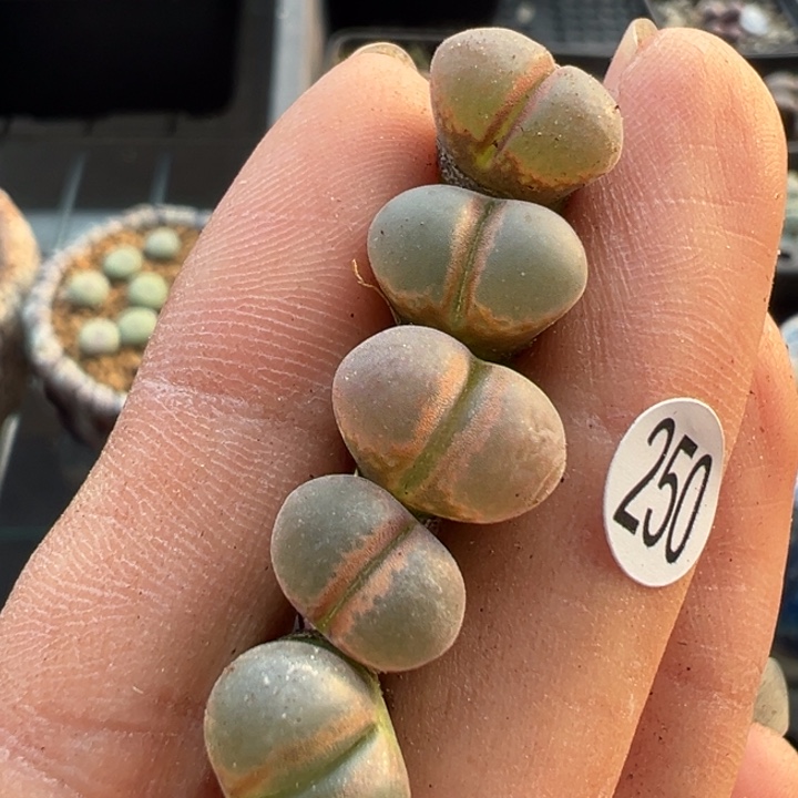 250号这颗多肉有点好看