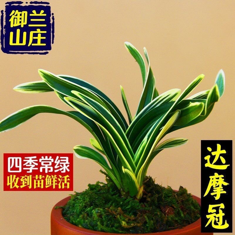 达摩冠金边矮种兰花盆栽金边兰浓香型室内绿植好养易活