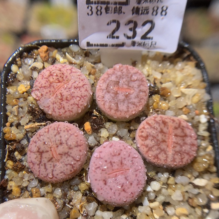 Zzz精品生石石232