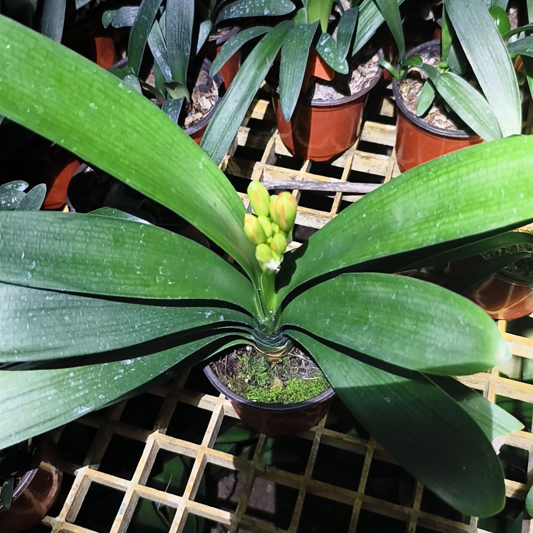 青***w完全开放桐花青包一颗拍品