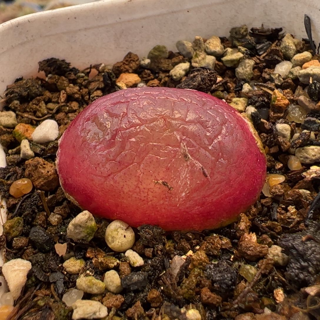 812多肉植物组合