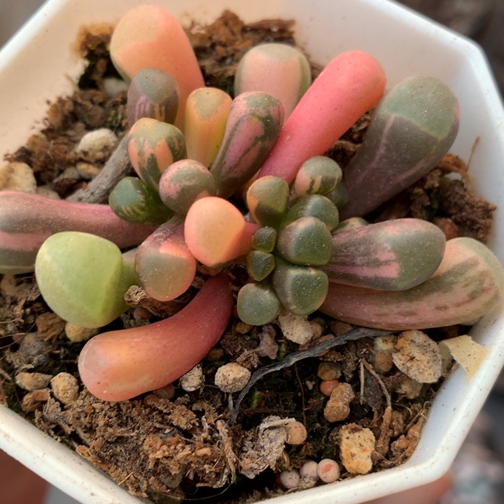 五十铃玉锦多肉植物