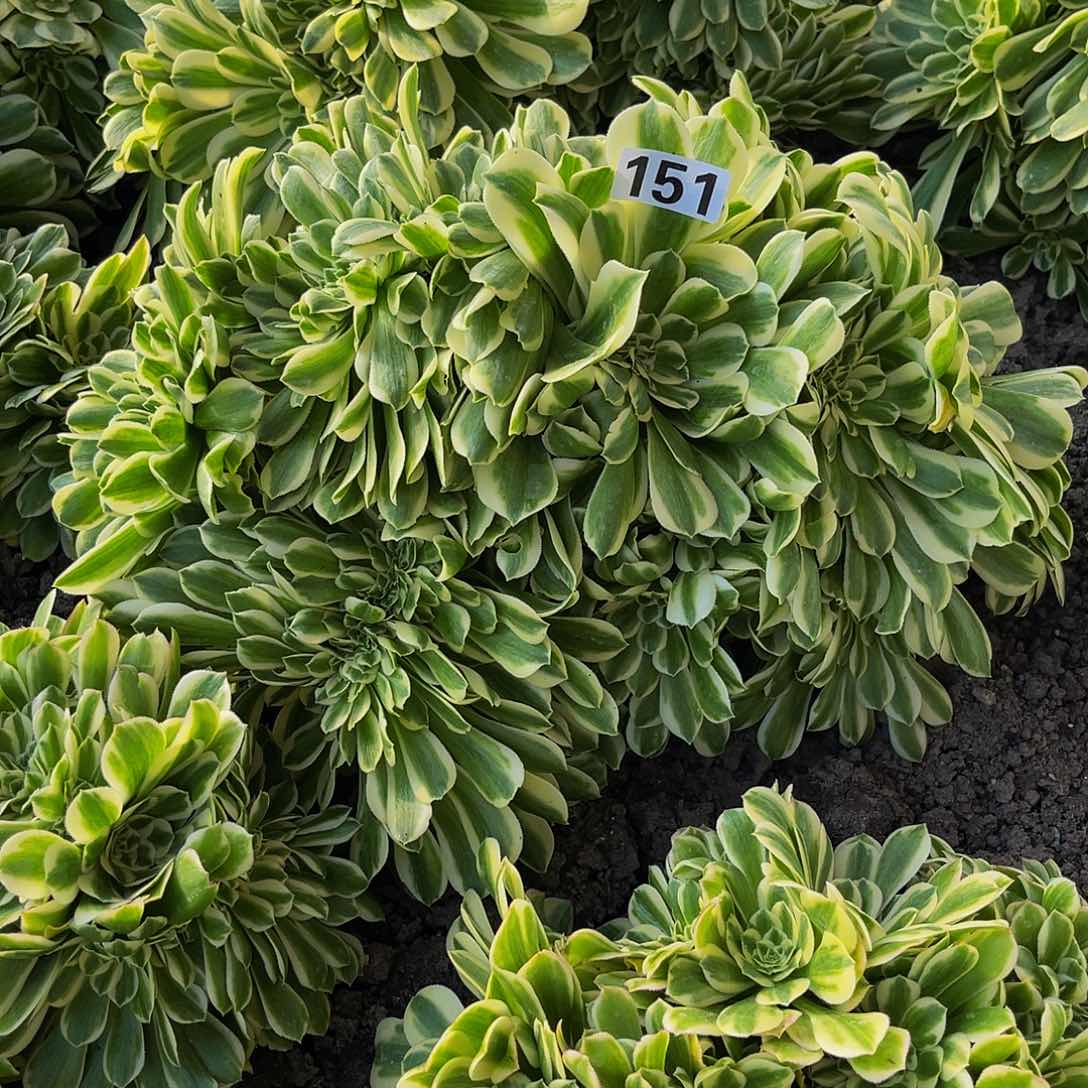 法师法师16-13包邮法师