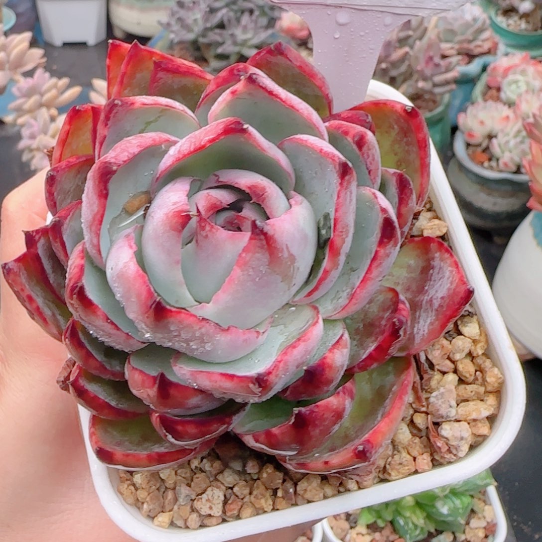 多肉植物9282……………