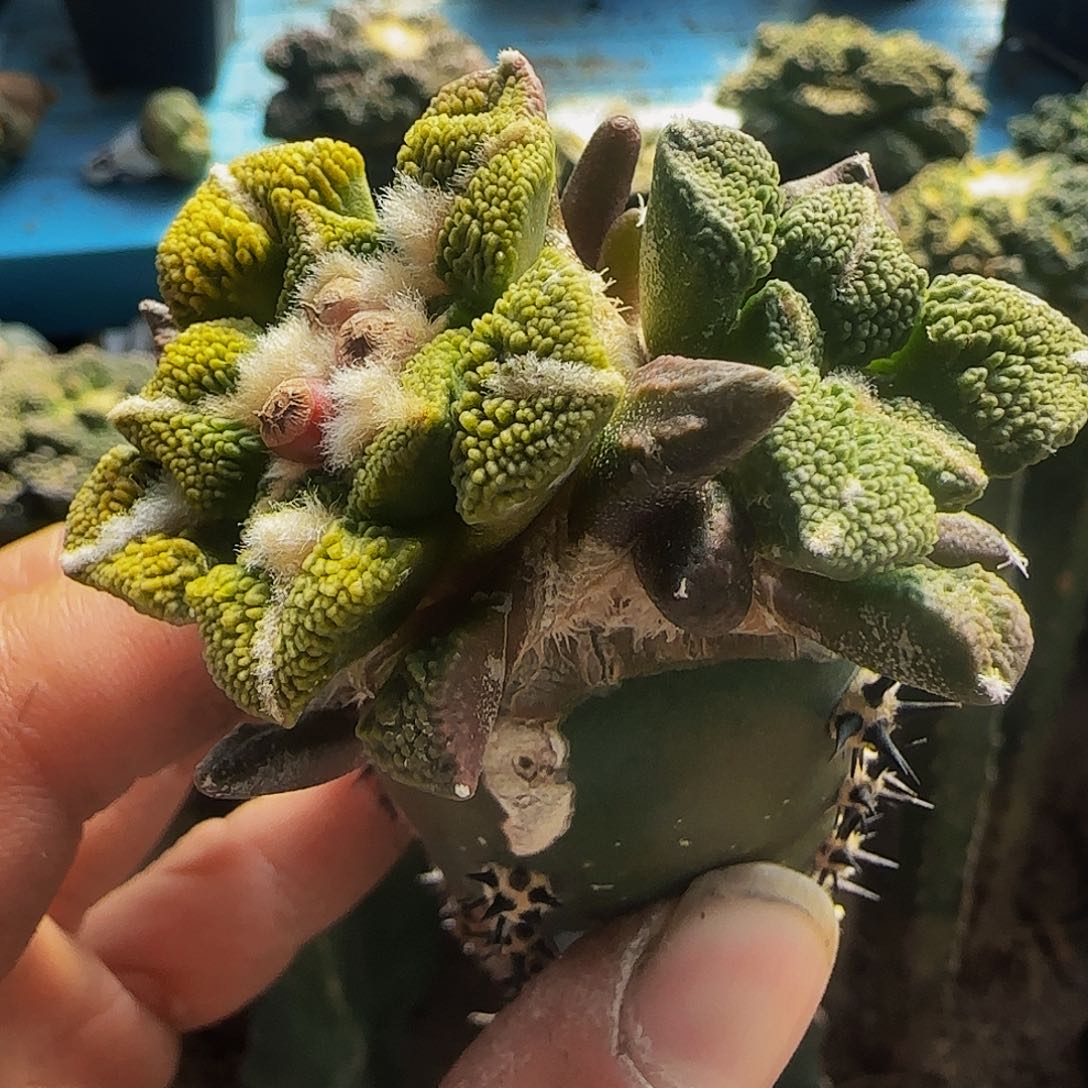 颗粒大尤黑锦714