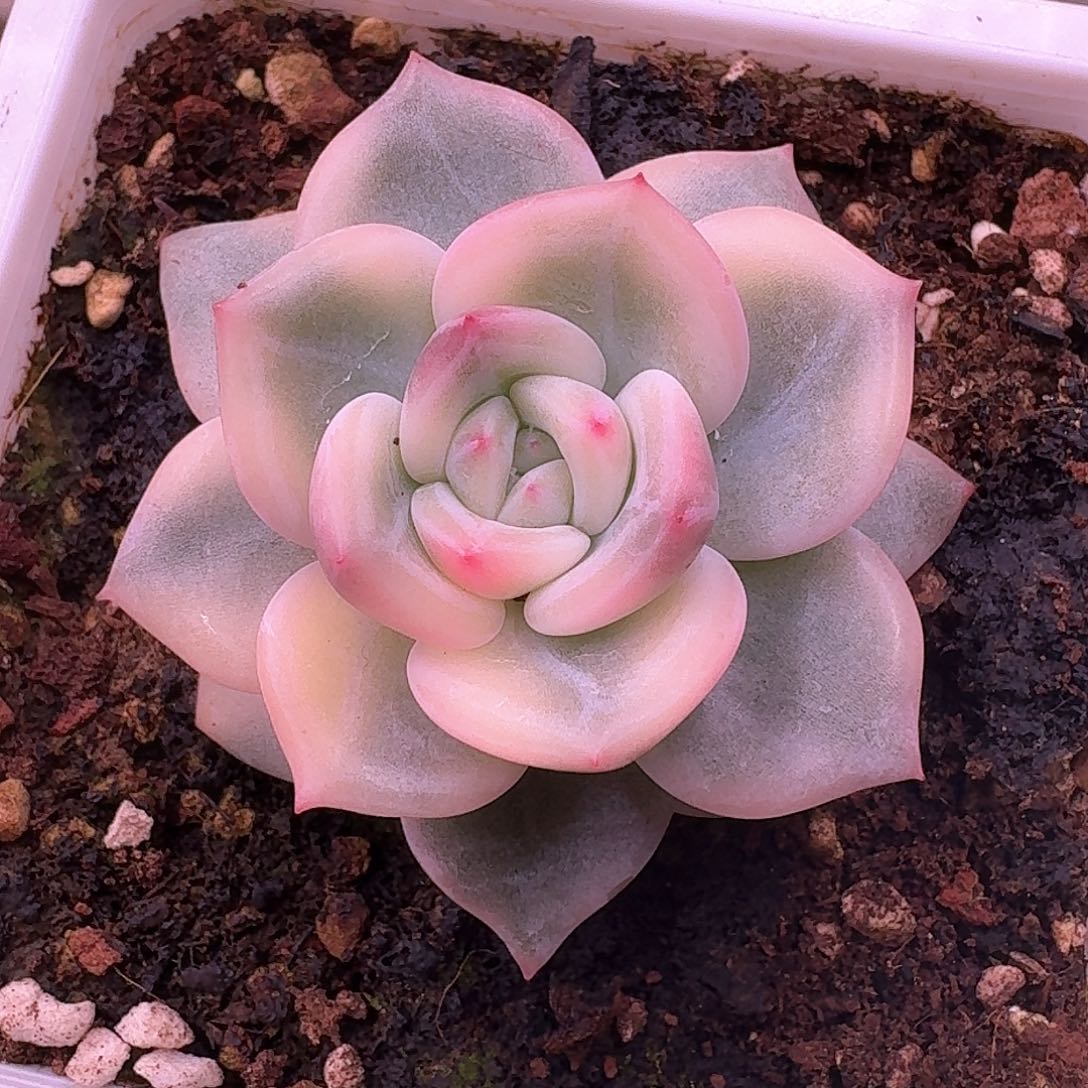 伊丽莎白锦多肉植物