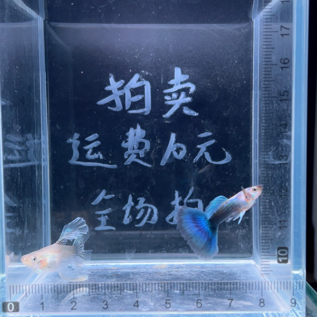 孔雀鱼蓝礼服绣球带胎种鱼一对，母鱼破损