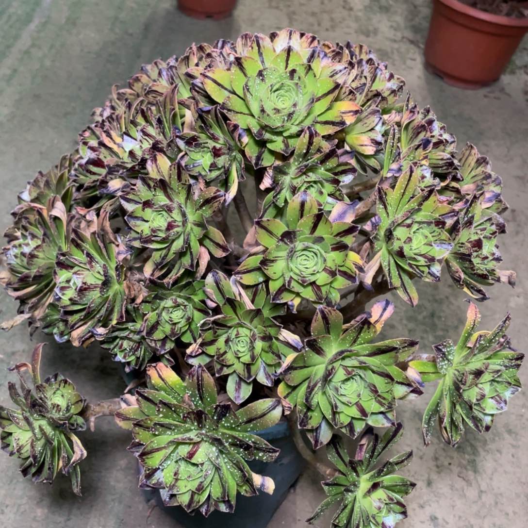 512碧火精品法师多肉