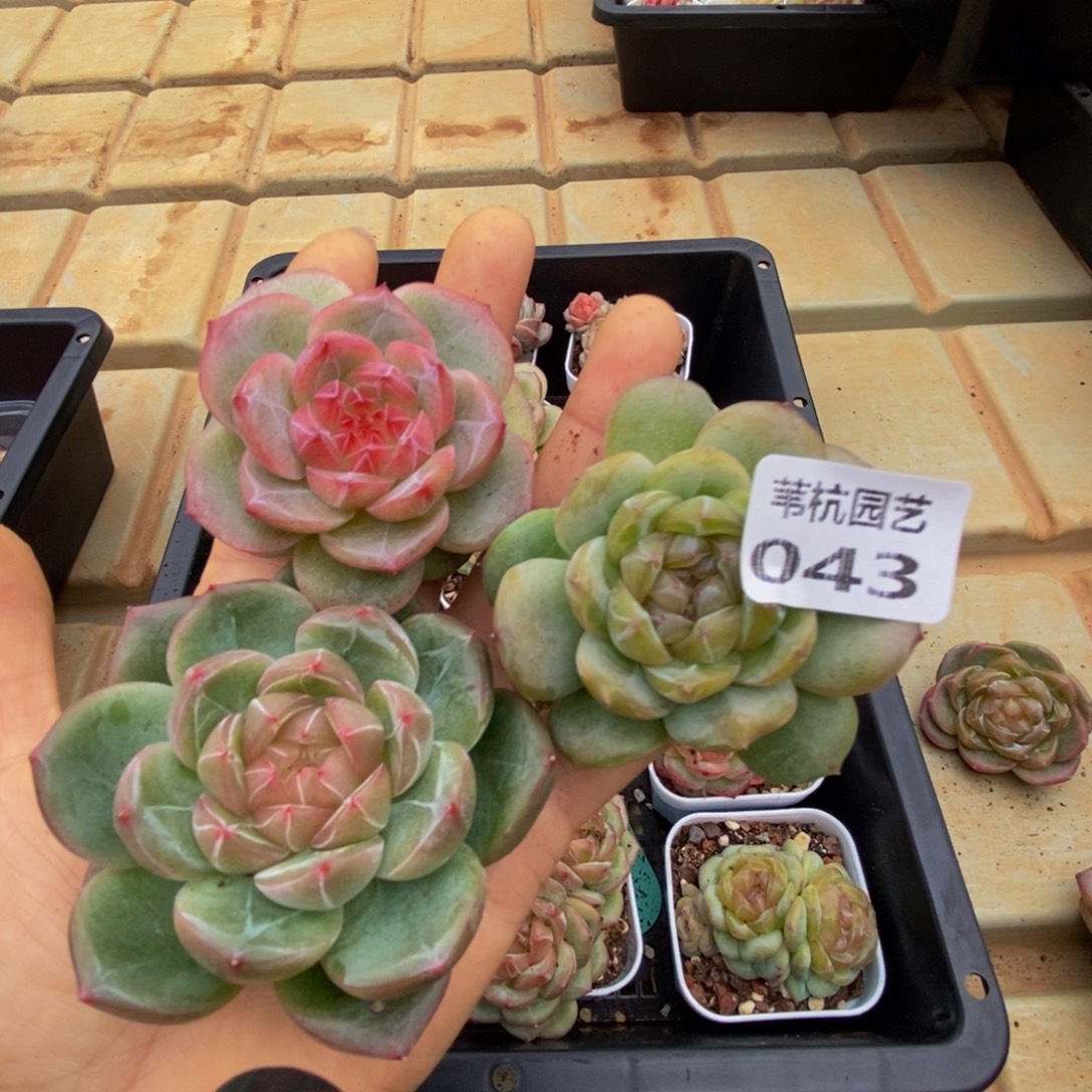 043发微博了，亲爱的