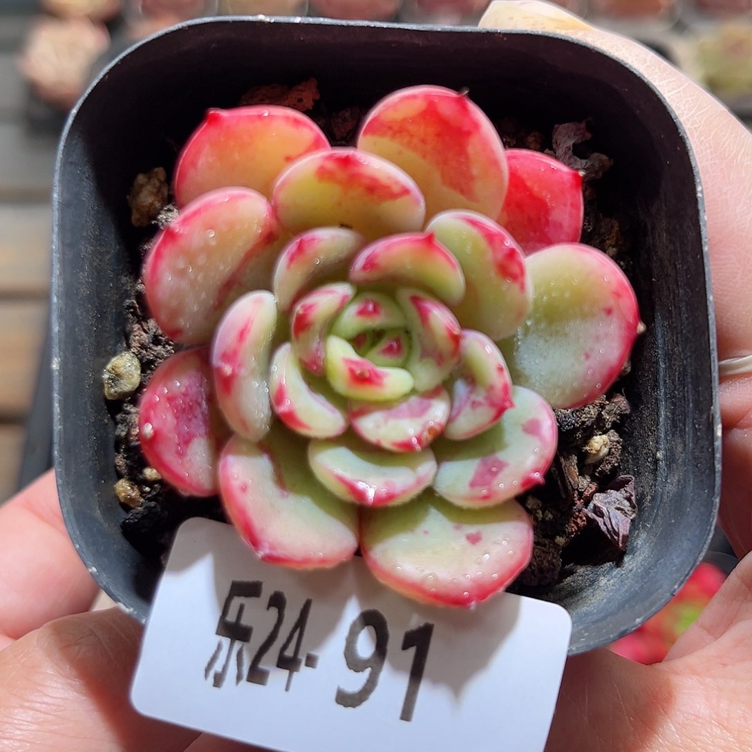 乐24-91三文鱼单头